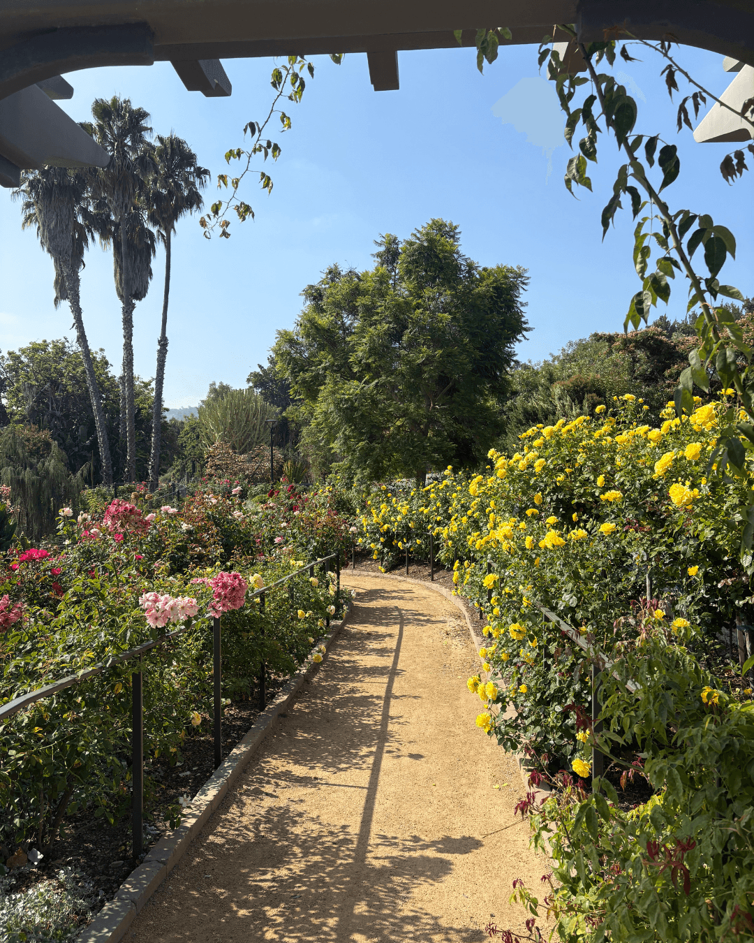 green and black butterfly with open wings on a green butterfly feeder