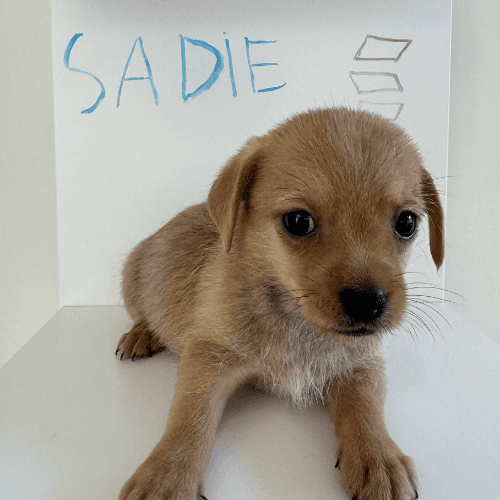 sadie