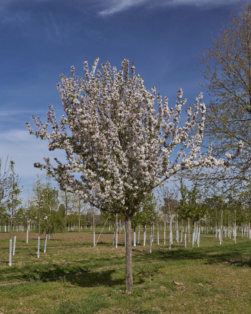 Malus ‘Van Eseltine’ mit aufrechtem Wuchs und lockerer Krone, dicht bedeckt mit zahlreichen zart rosafarbenen Blüten.