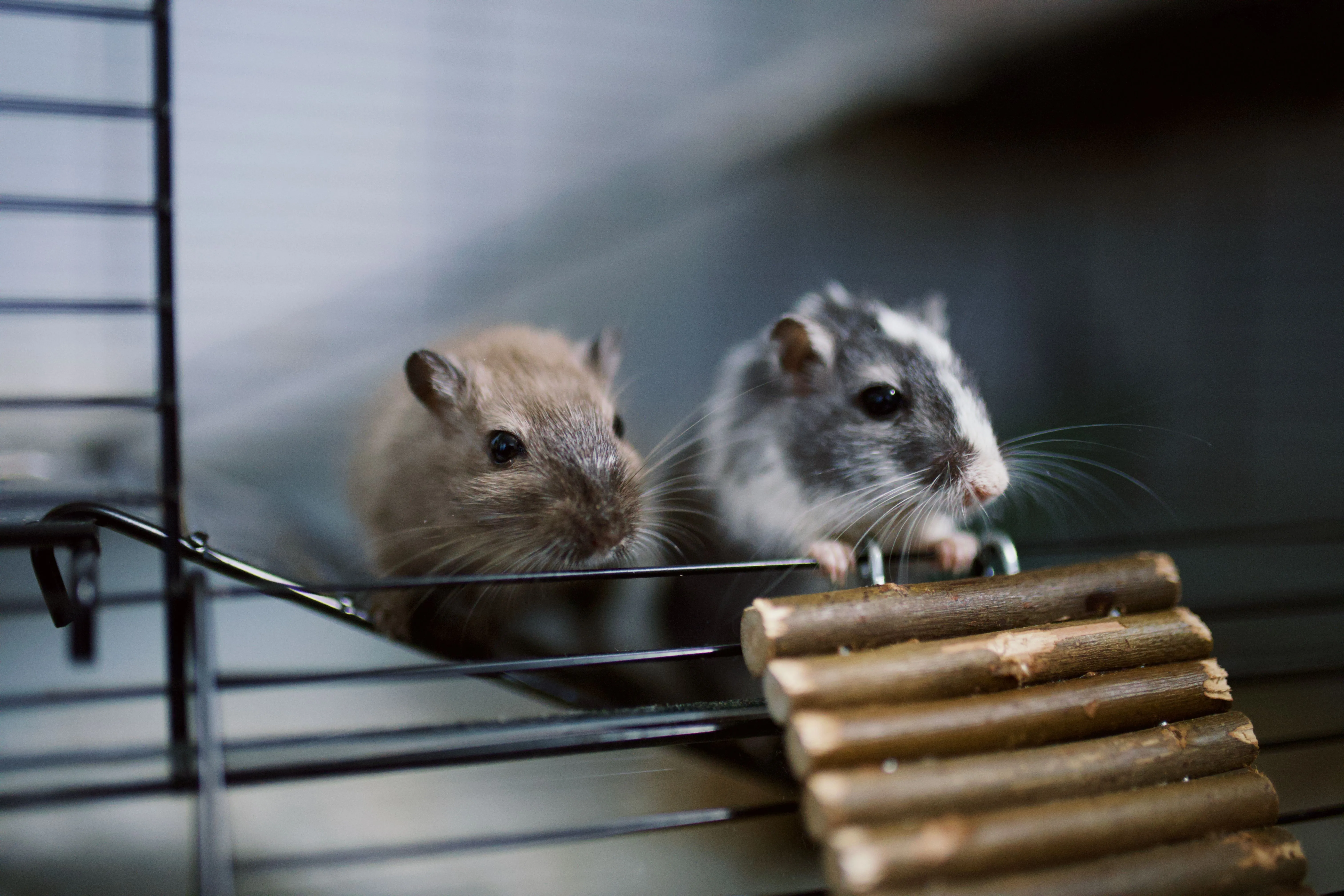 2 mice on a ladder in a cage