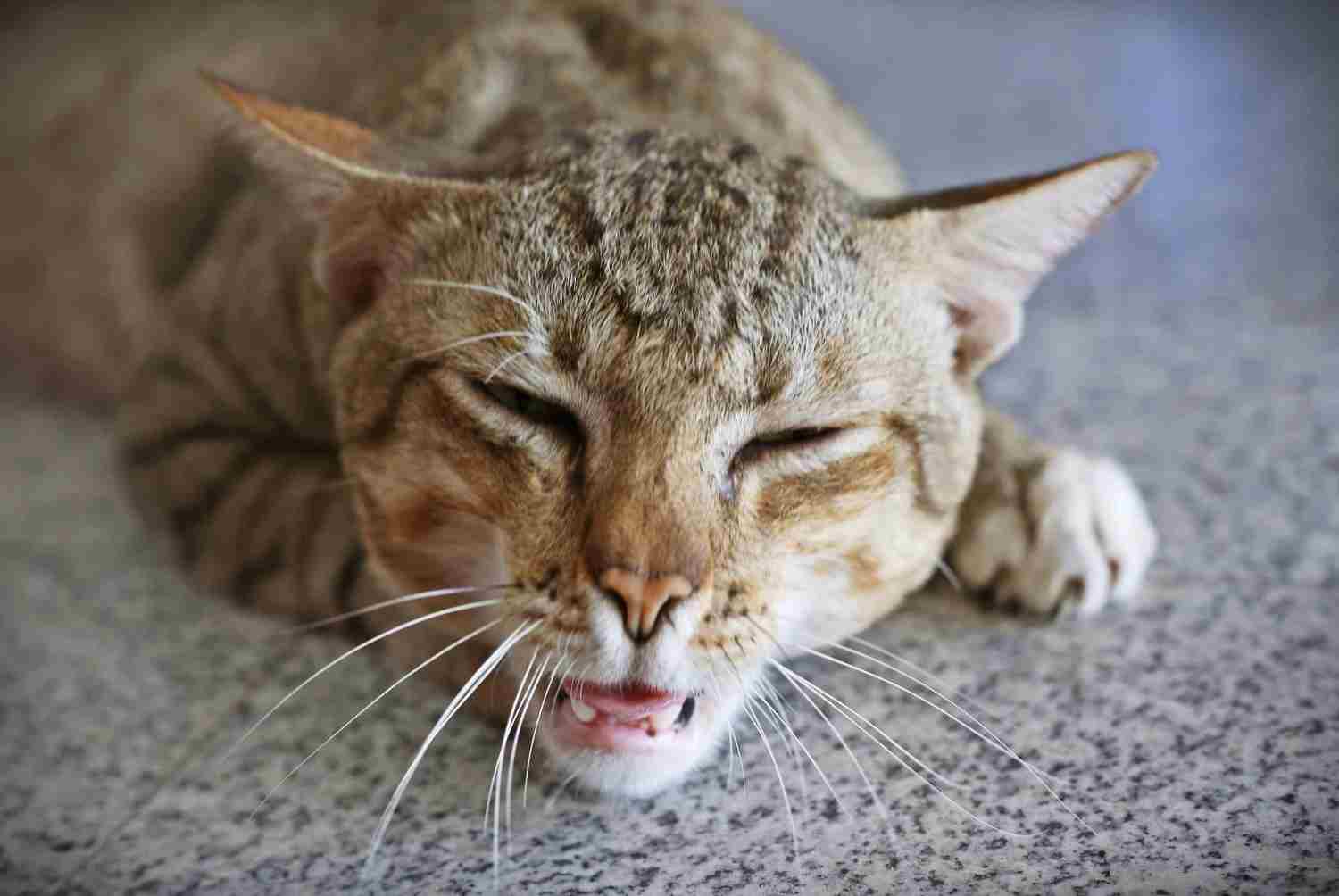 Cat Sneezing