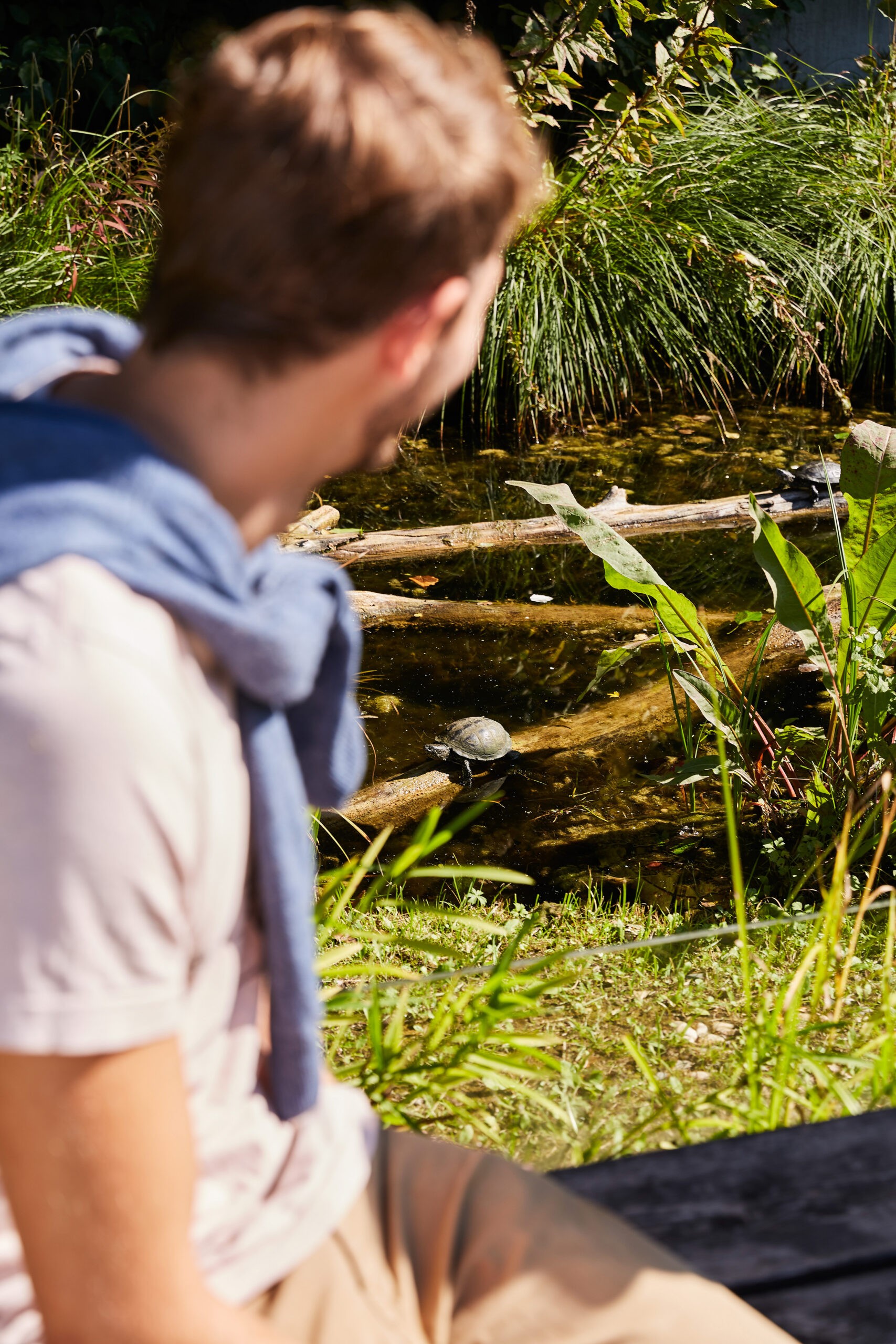Kind beobachtet eine Schildkröte auf einem Baumstamm in einem Teich