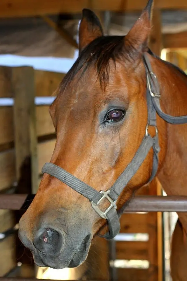 A brown horse with a dark mane wearing a gray halter stands inside a wooden stable, casting a calm gaze forward, in Bradenton, FL.