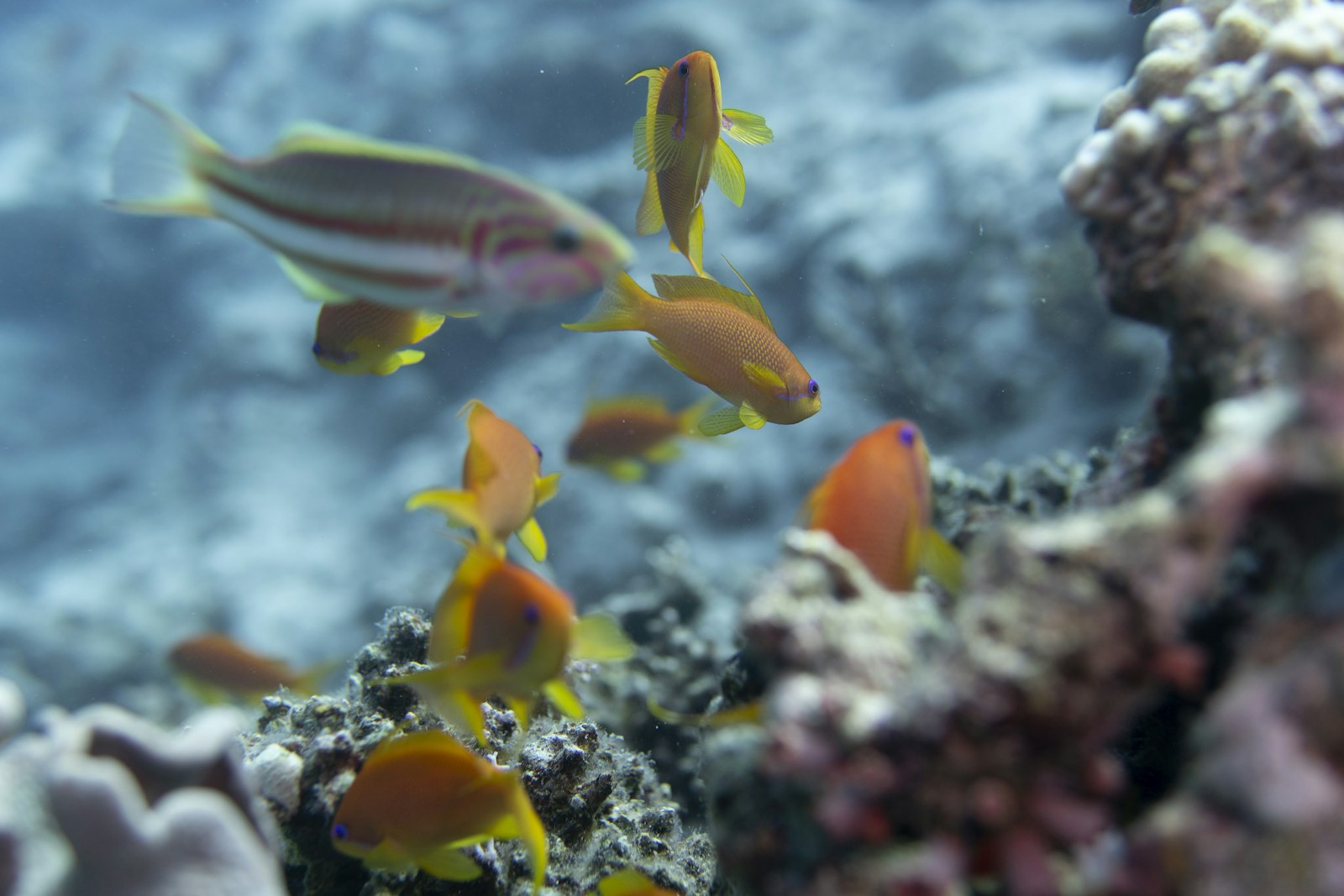 School of orange fusilier and anthias fish swimming over a hard coral reef