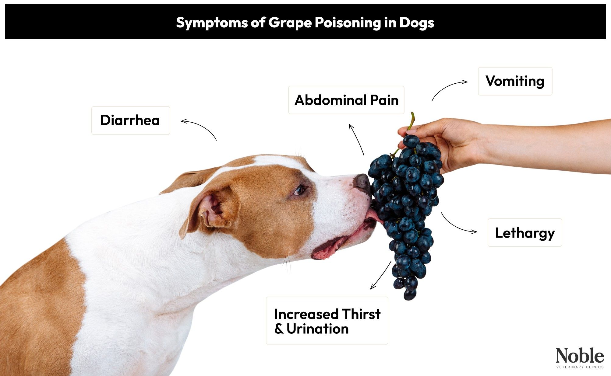 An infographic detailing the symptoms of grape poisoning in dogs.
