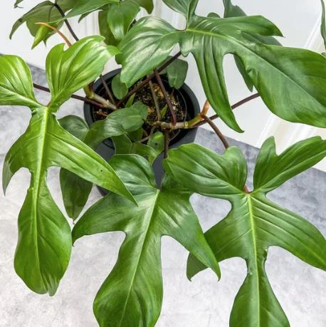{{Common Name}} houseplant