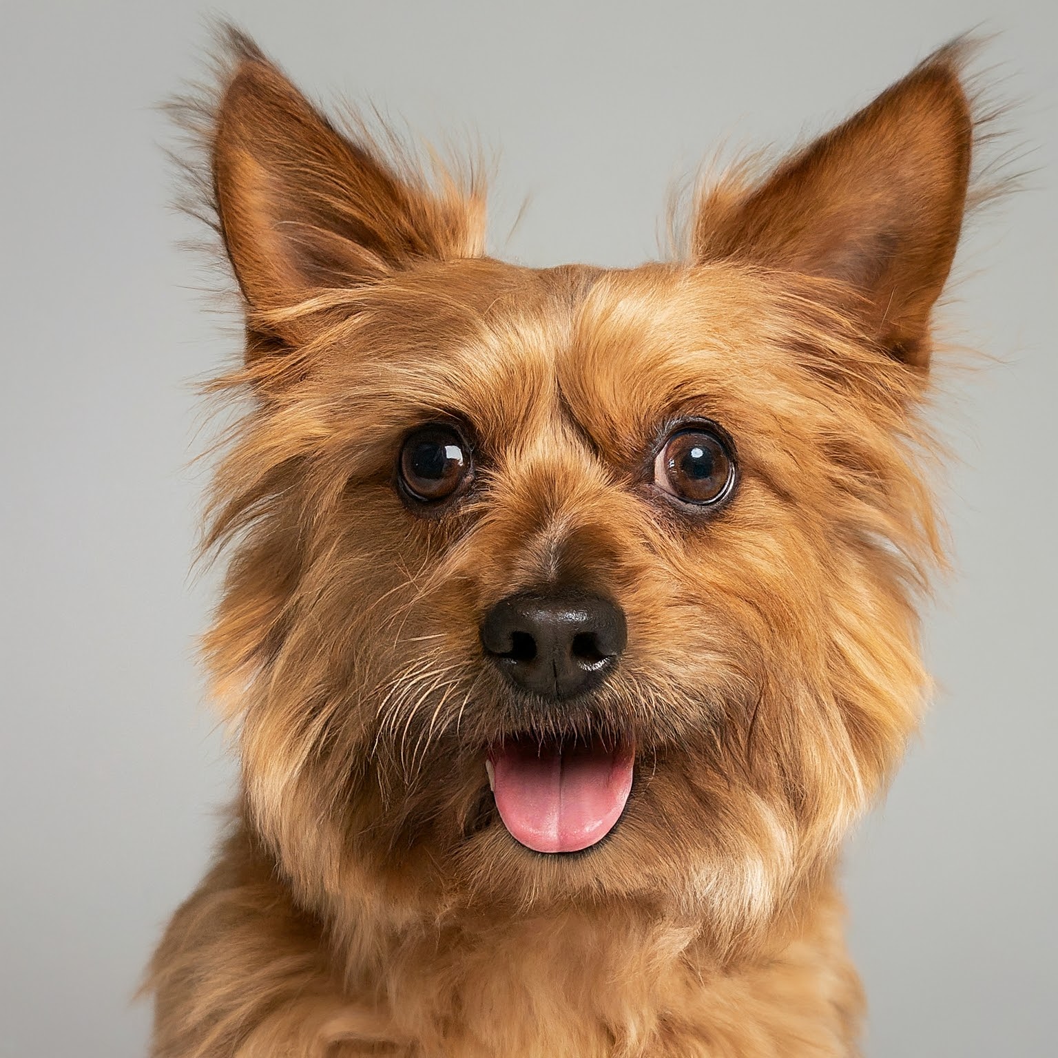 BUDDYUNO, Australian Terrier