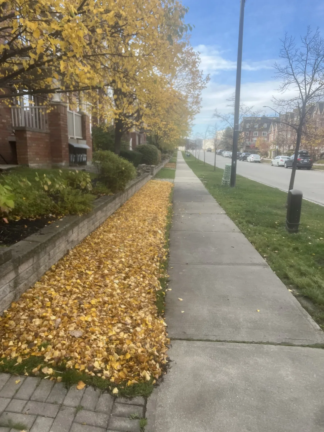 "Seasonal leaf accumulation beside a concrete walkway in a suburban neighborhood."
