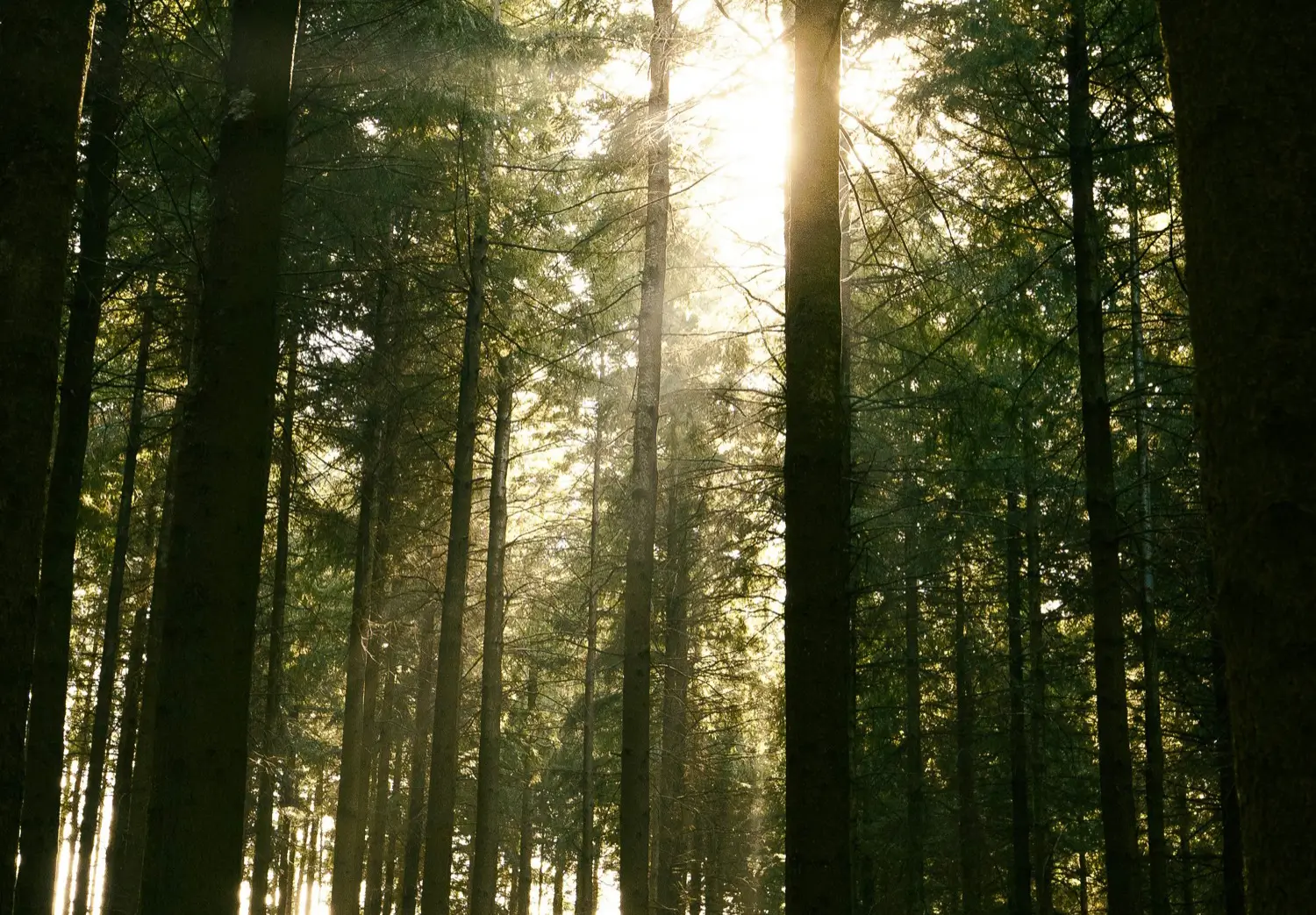 the sun is shining through the trees in the forest