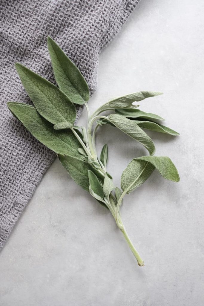 Rametto di salvia