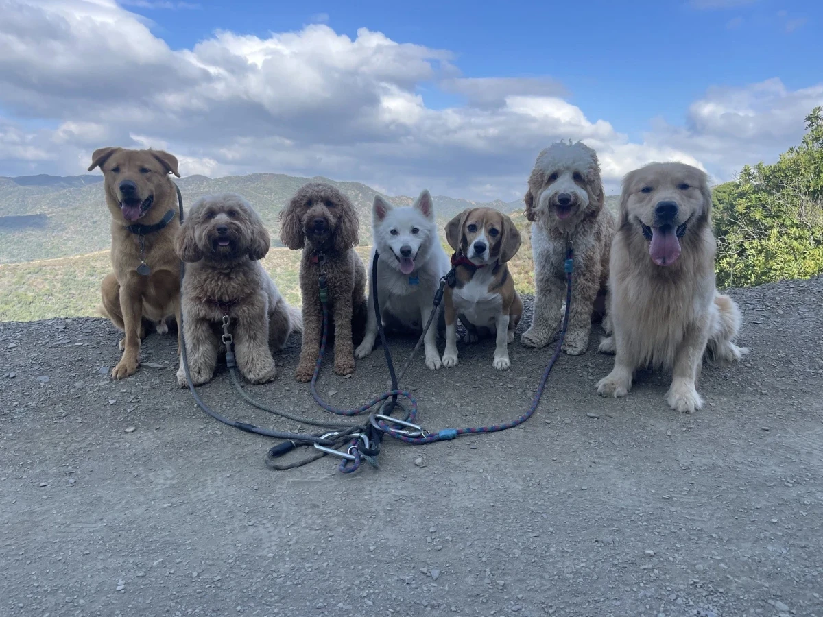 Seven dogs seated on a ridgeline with canyon views behind
