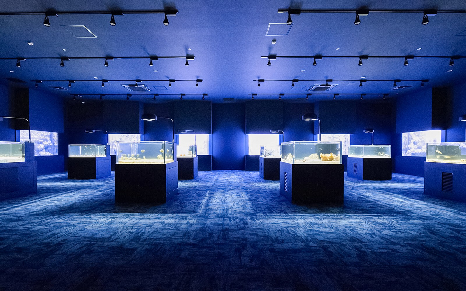 Δεξαμενές ενυδρείου με θαλάσσια ζωή στο DMM Kariyushi Aquarium, Okinawa.