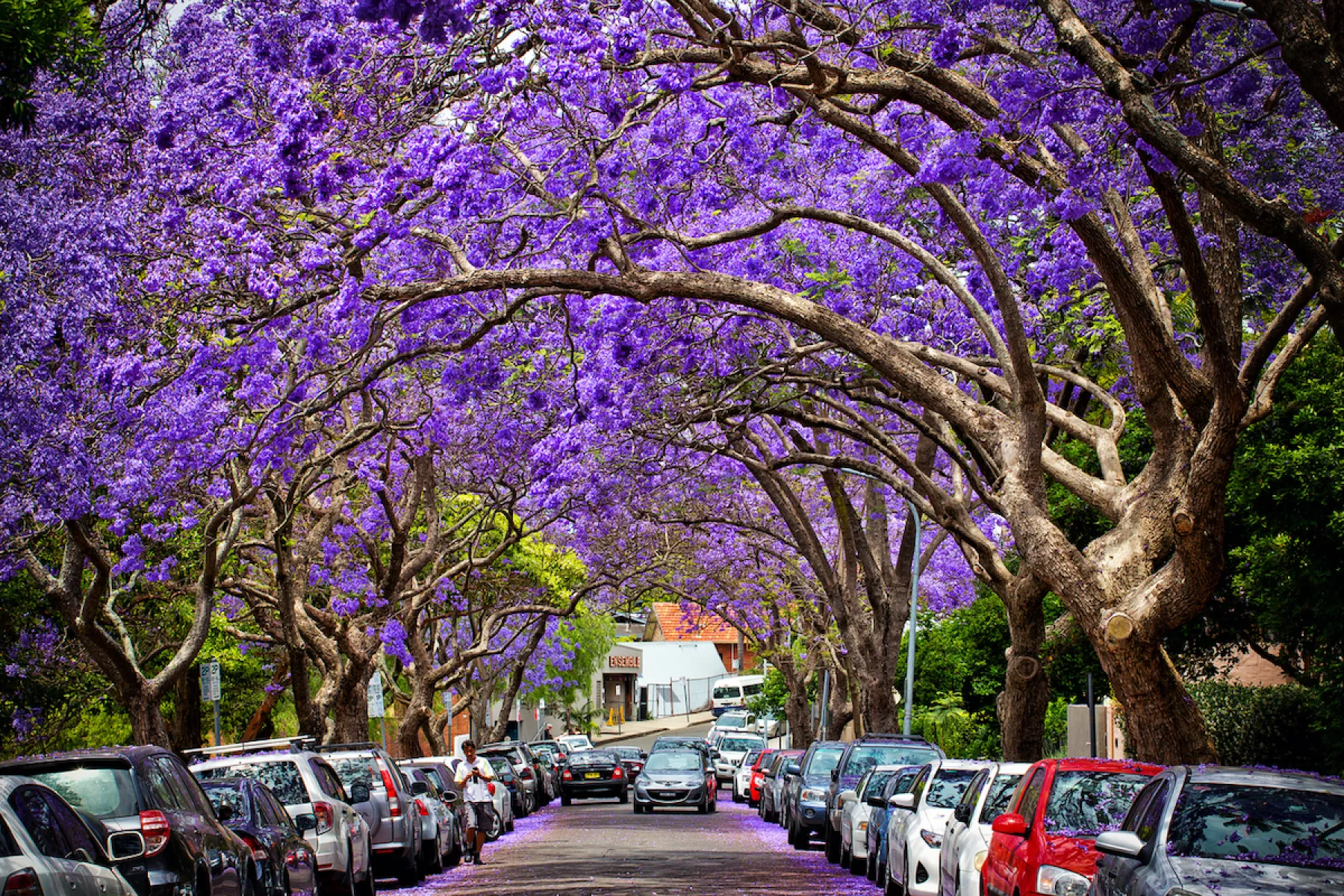 Jacarandas Mexico City