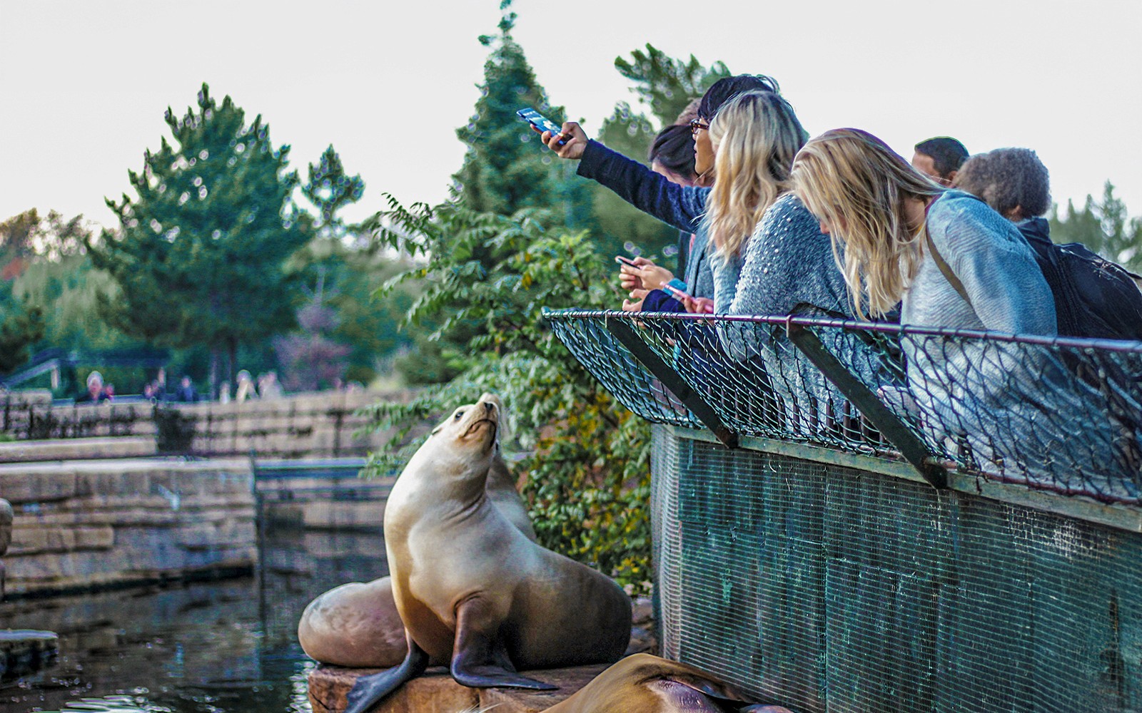 Visitors at Madrid Zoo taking selfies with a sea lion by the water.