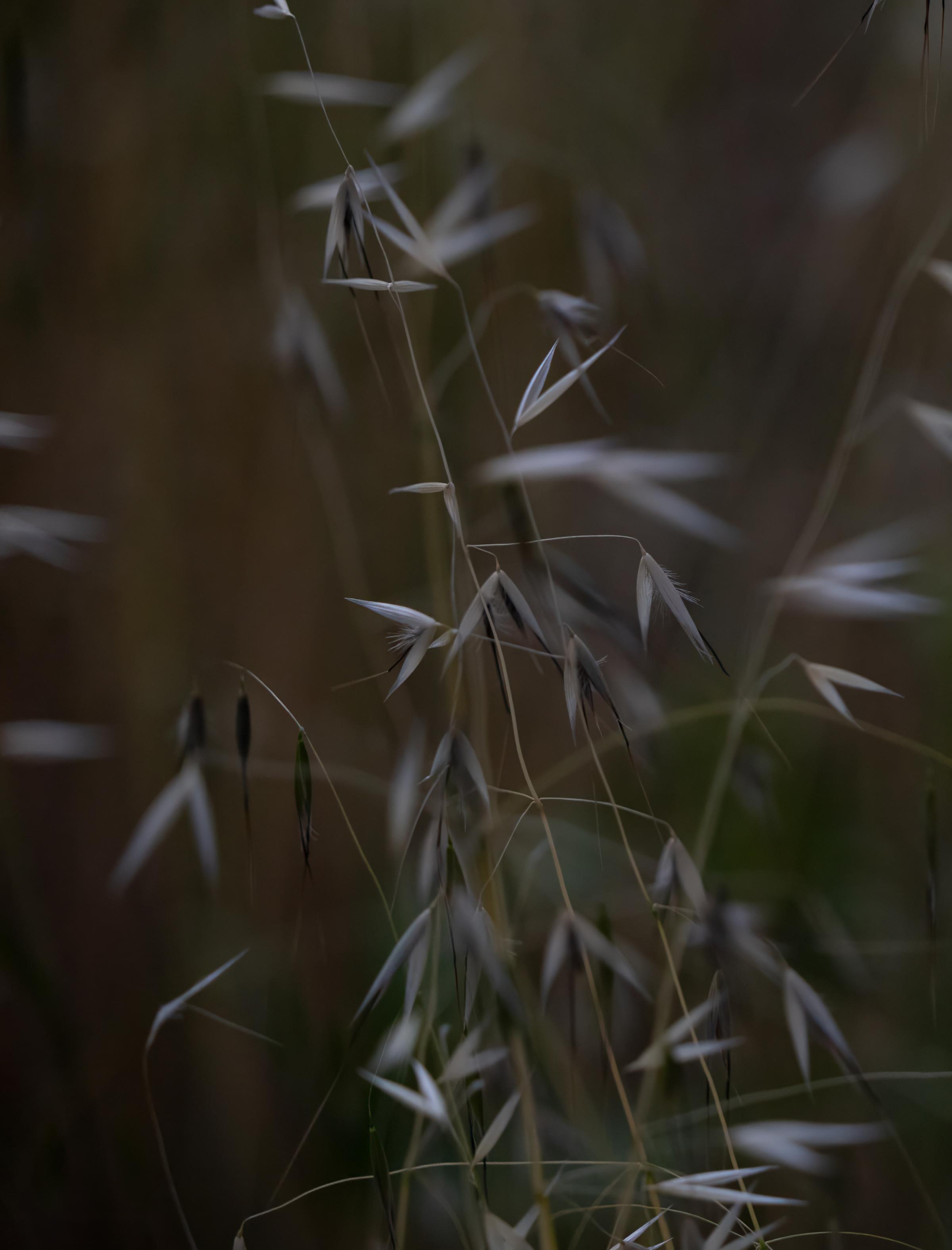 Needlegrass