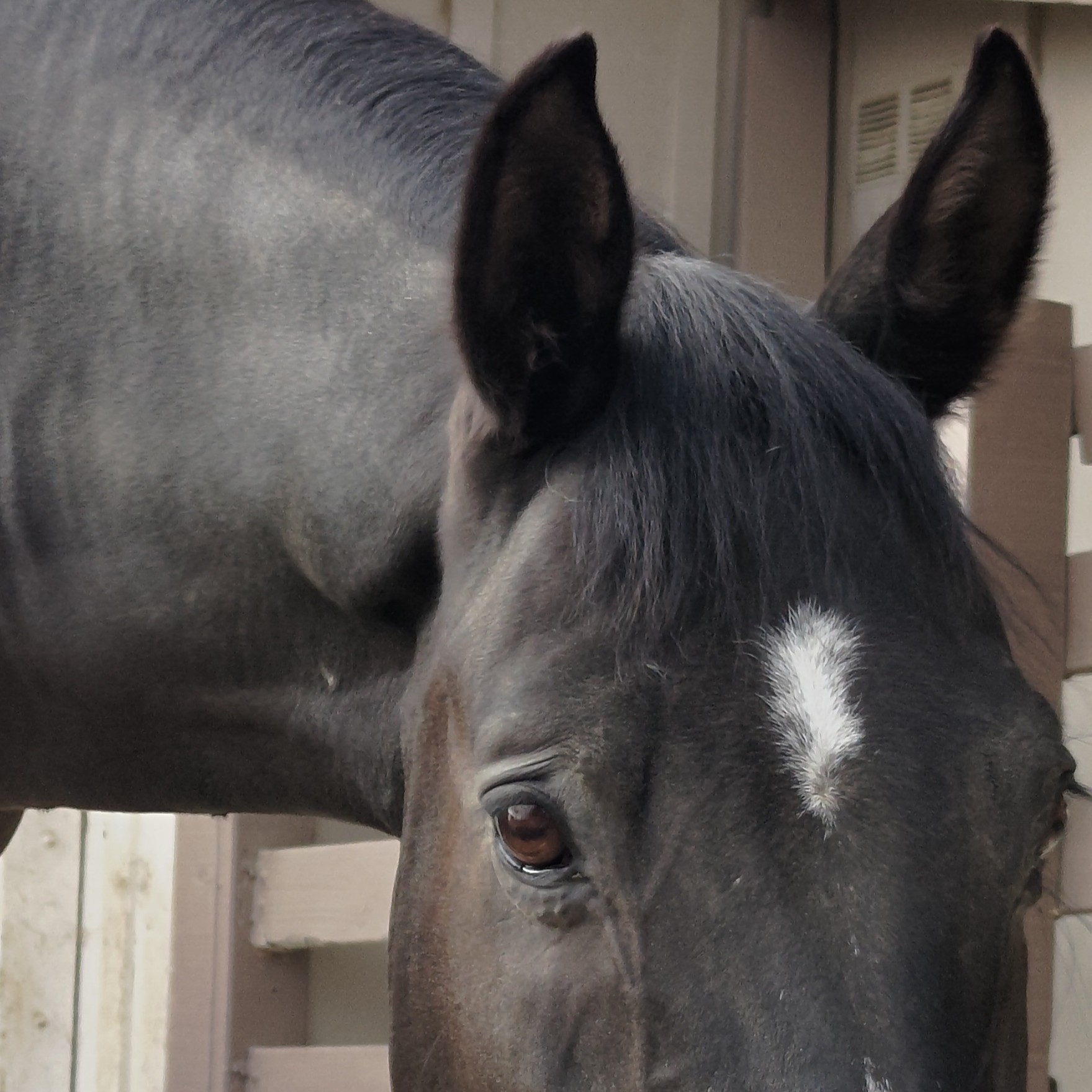 Curious horse looking at the camera