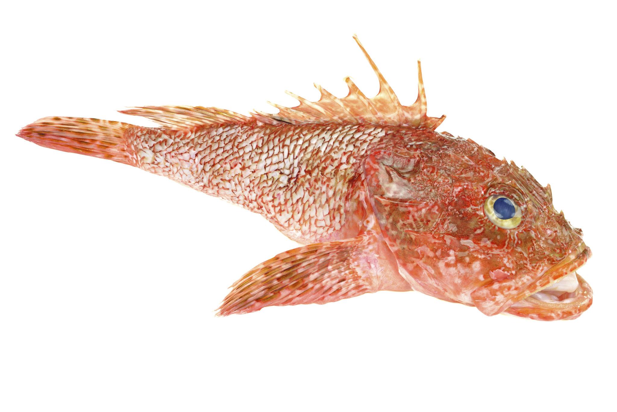 Scorpionfish (Škarpina)