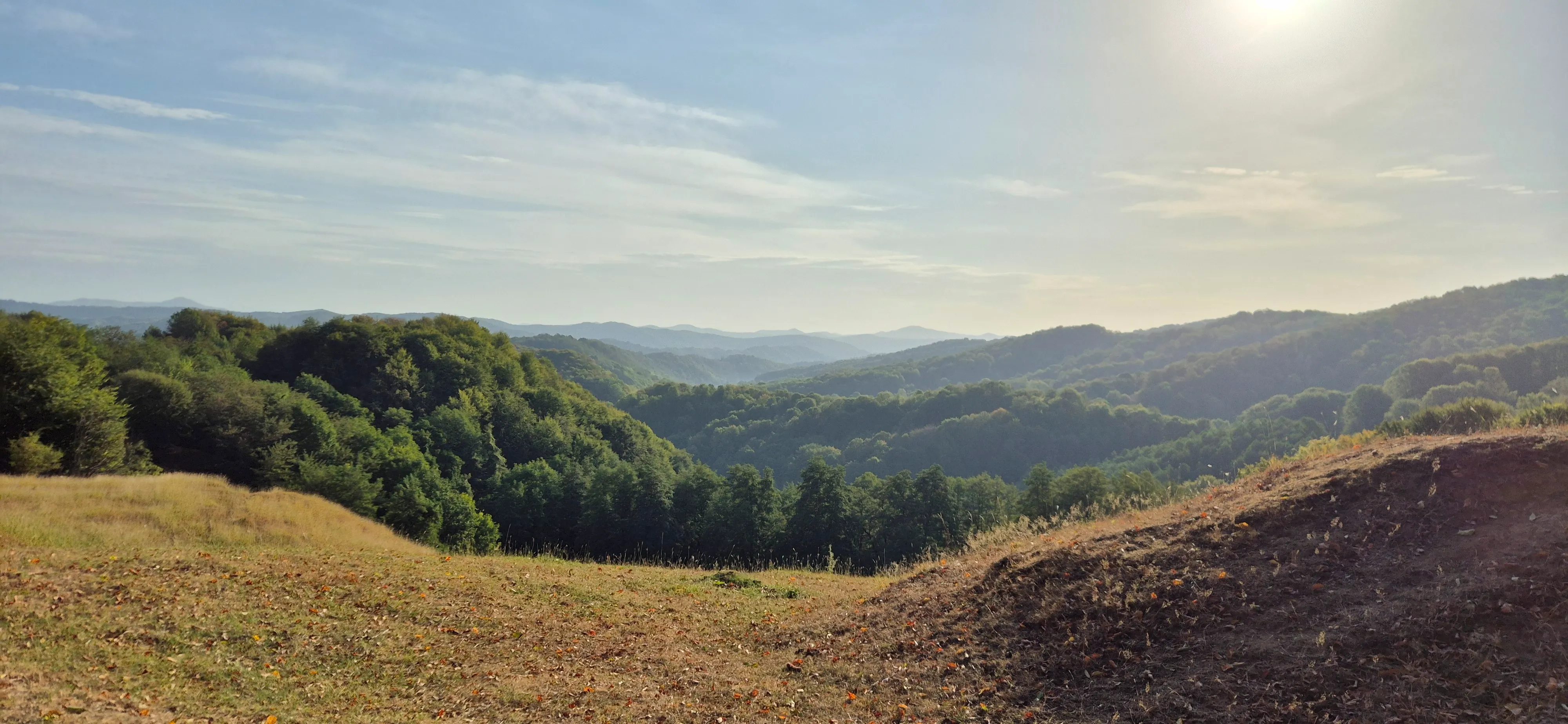 Rolling green hills under a bright blue sky. Lush, dense forest and golden fields in the countryside during the day.
