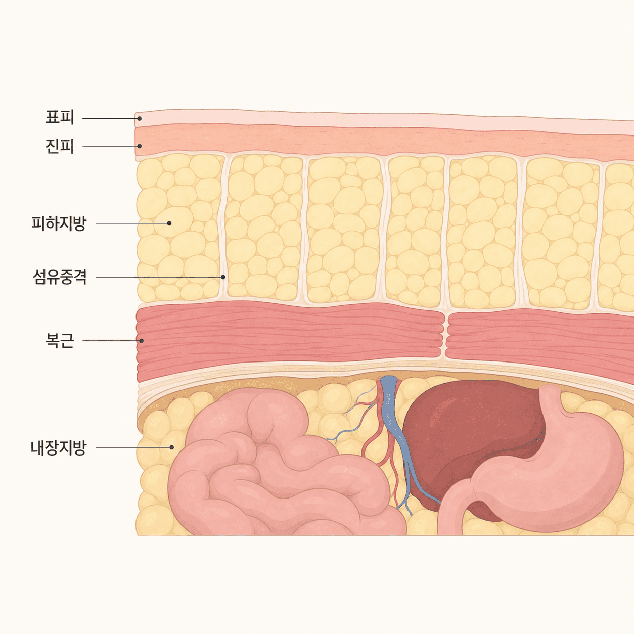 배 단면에서 층으로 나뉘는 피하지방과 내장지방