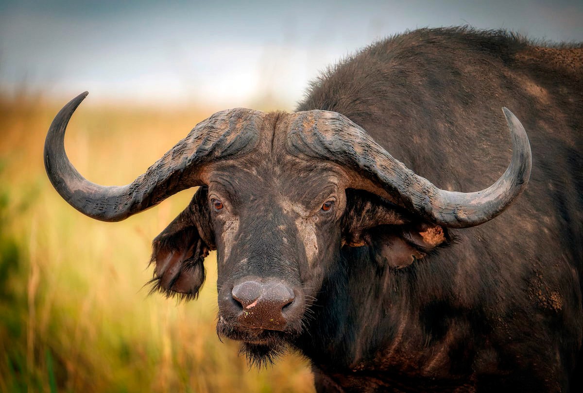 Bufalo macho en Murchinson Falls, Uganda