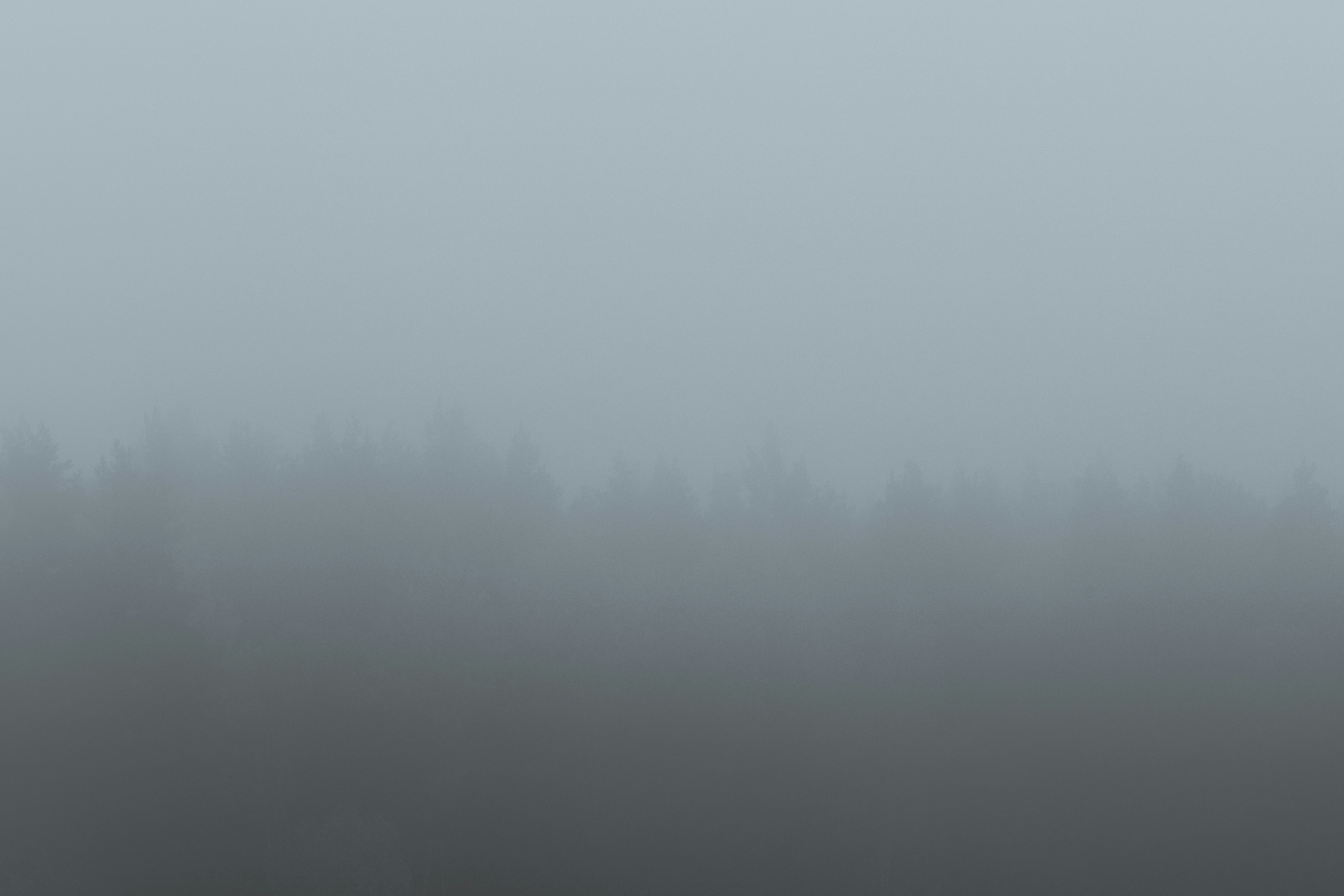 a foggy field with a single bird standing in the middle of it