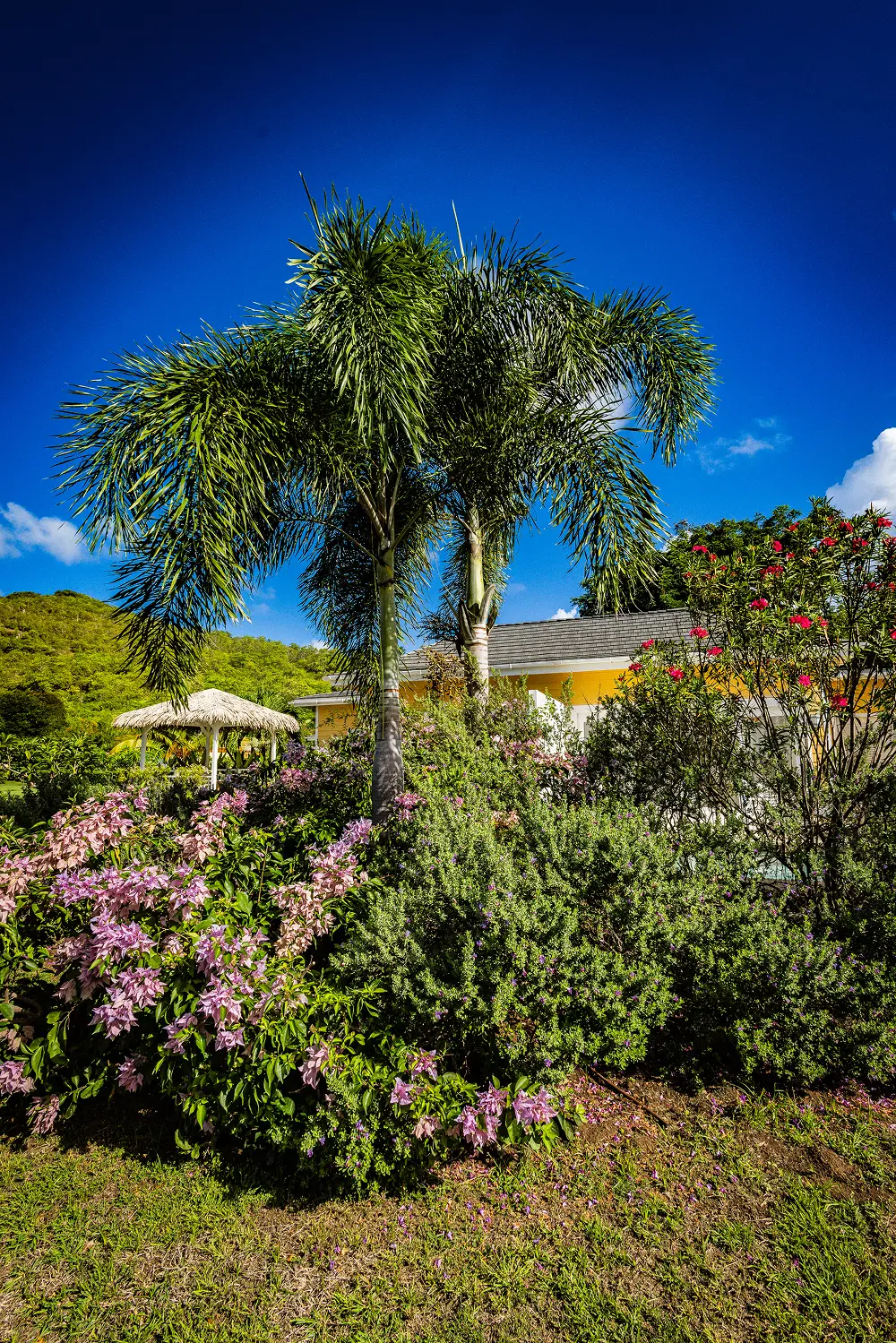 Oceanfront pool surrounded by tropical greenery and palm trees with the sea in the background