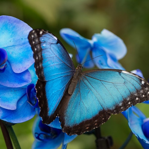 Una mariposa azul con bordes negros descansa sobre flores azules vibrantes, con un fondo verde difuminado.