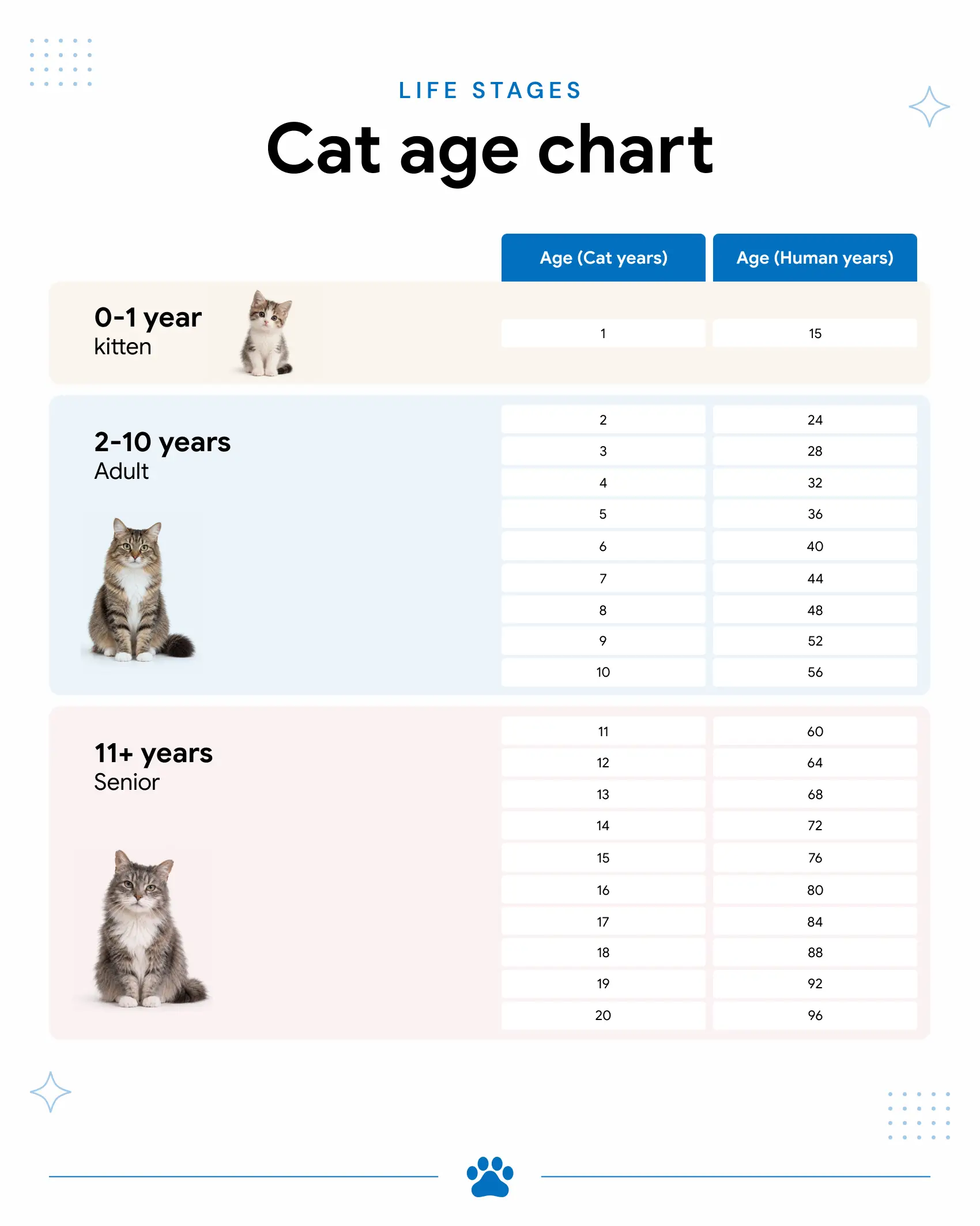 An infographic showing the conversion of cat years to human years.