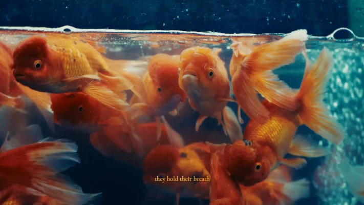 goldfish in a fishtank swimming around
