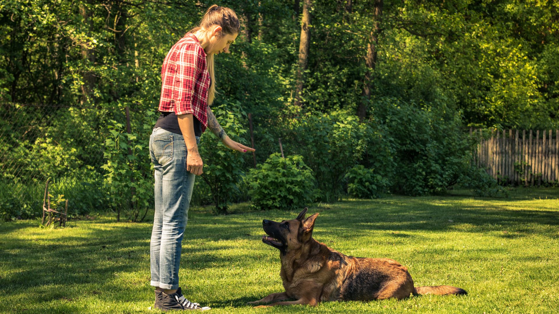 A Pack Leader trains a German Shepherd on grass in Charlotte, demonstrating dog training techniques
