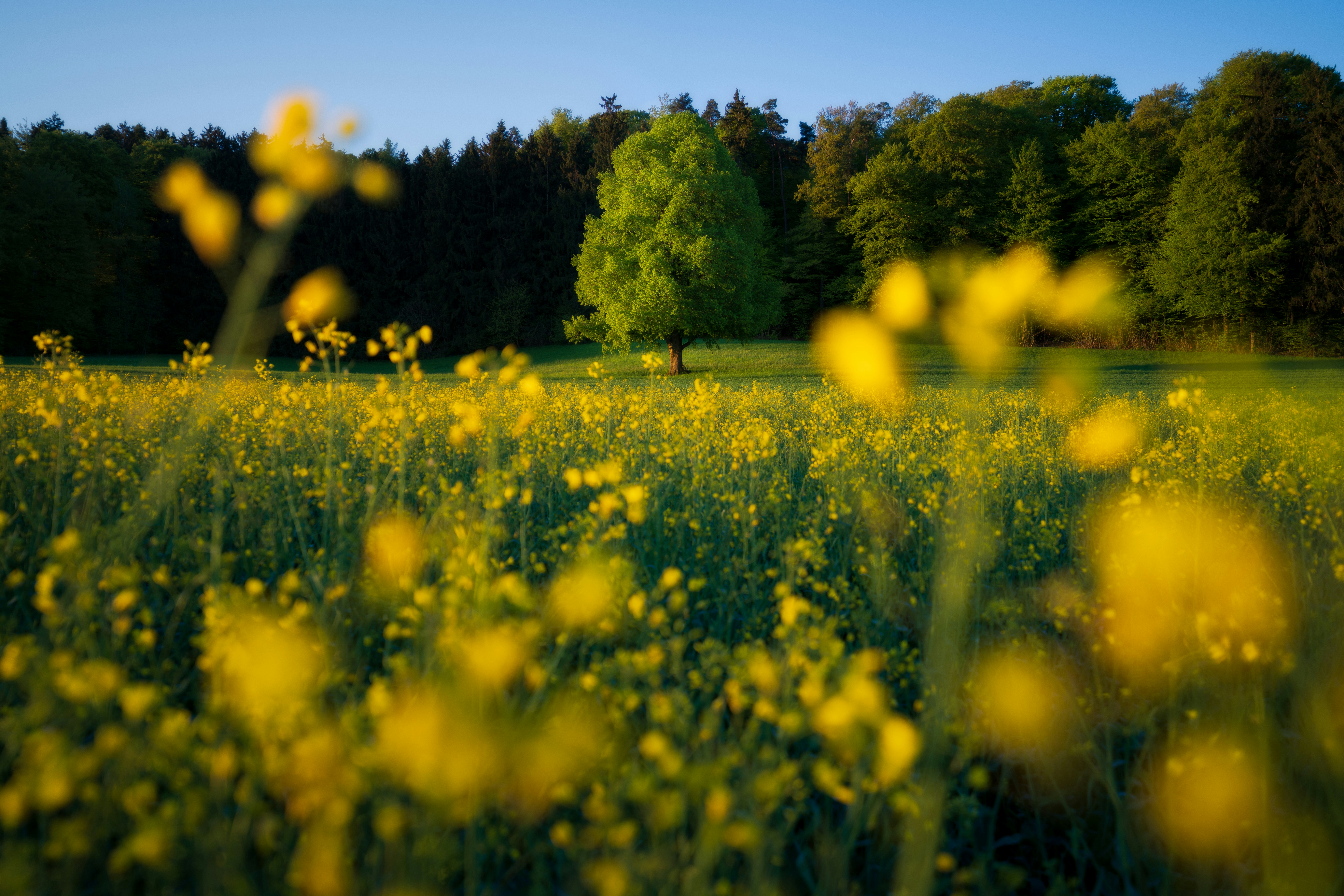 A field of yellow flowers with trees in the background
