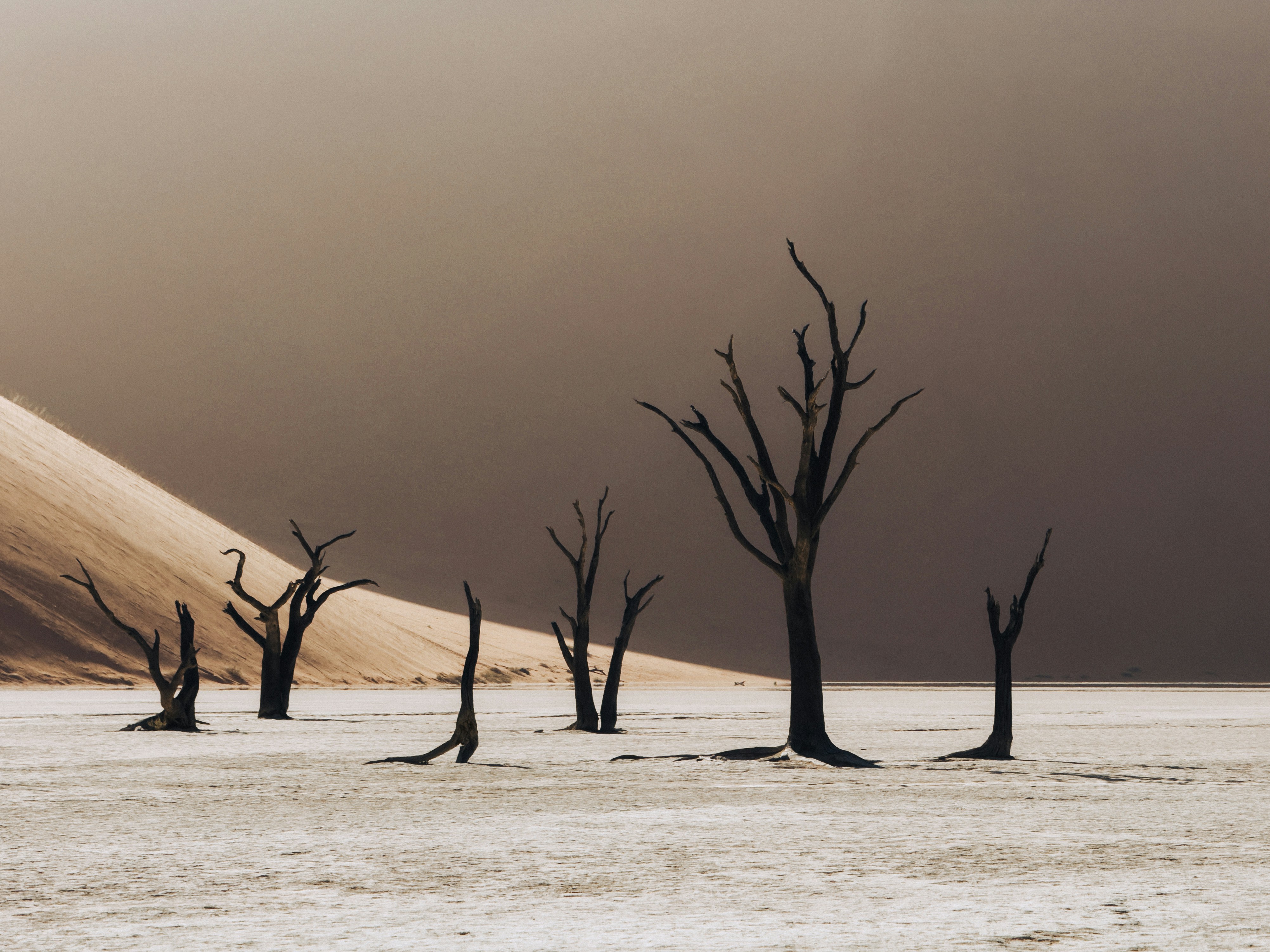 Dead trees in a dry desert landscape