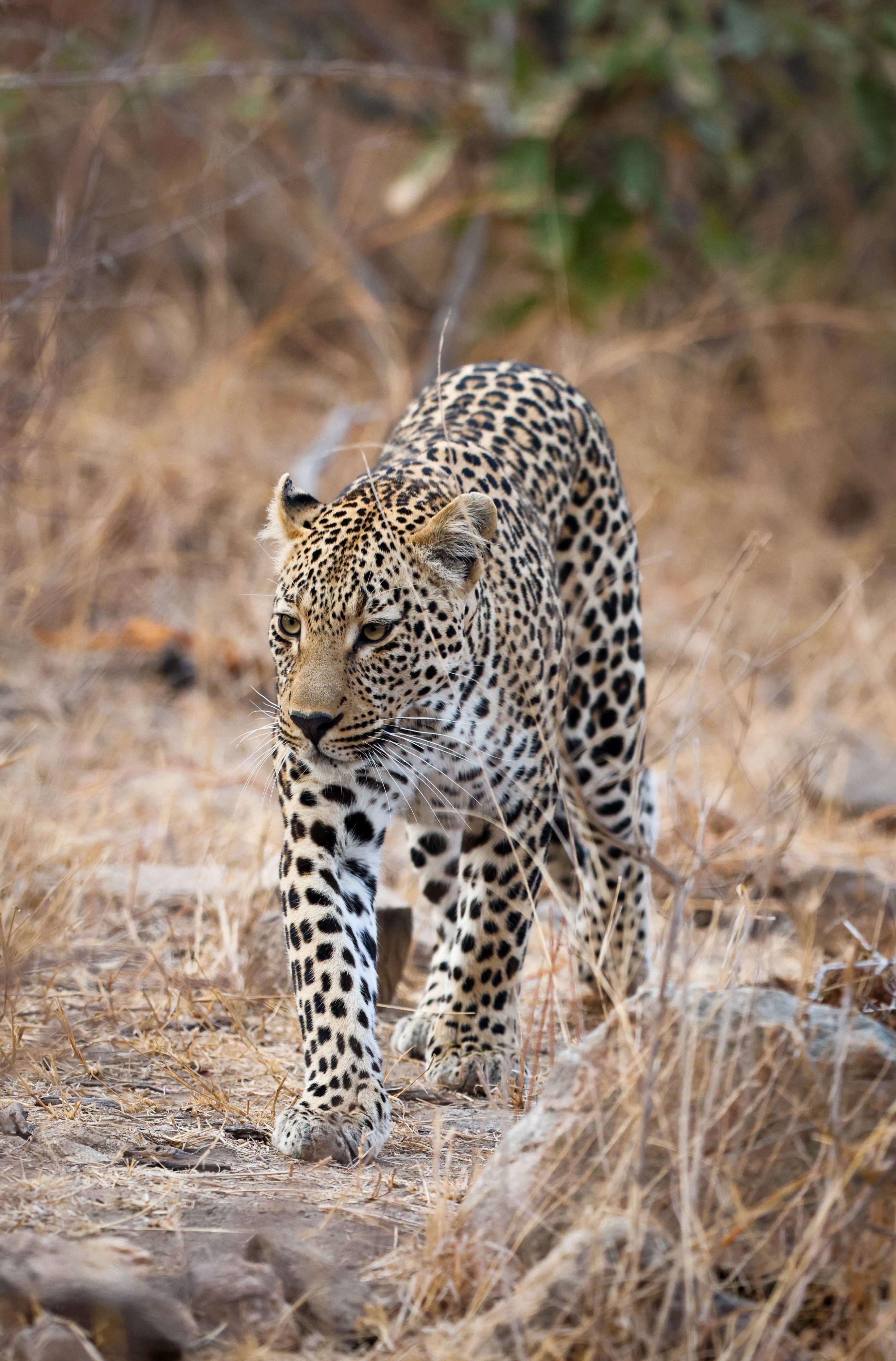 Kilimanjaro Elephant Ride, Arusha National Park, Tanzania – elefant i högt gräs tittar mot kameran, medan fem ryttare till häst på ridsafari i bakgrunden betraktar elefanten i ett grönt och frodigt landskap.