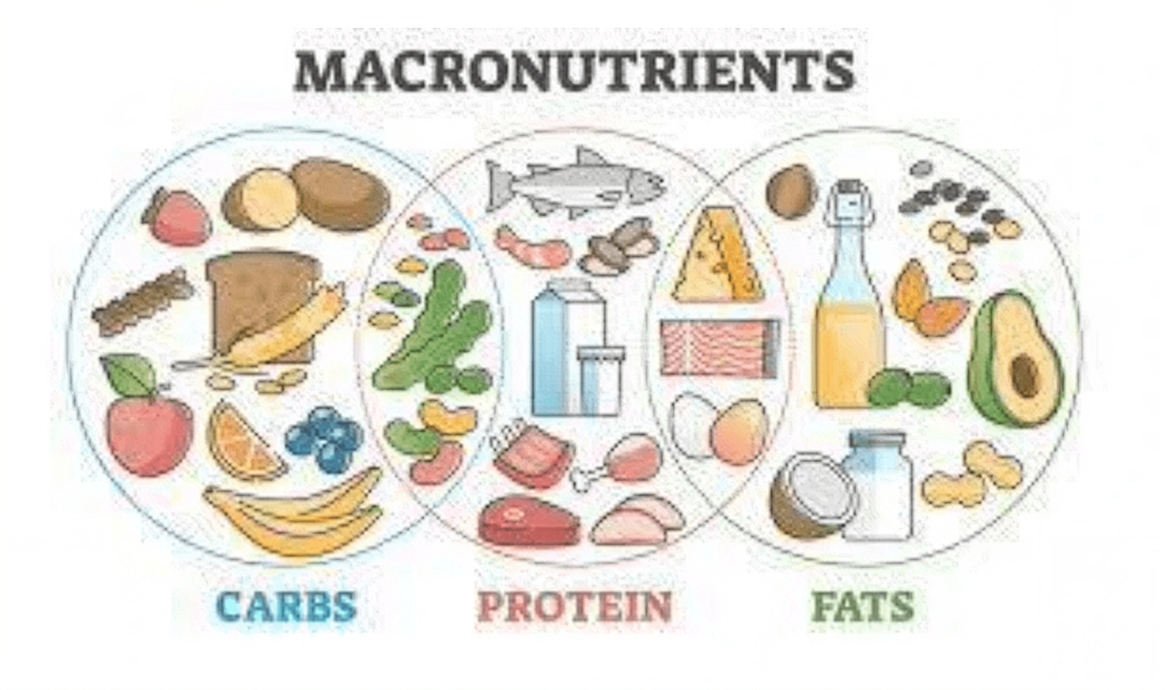 Macronutrient venn diagram
