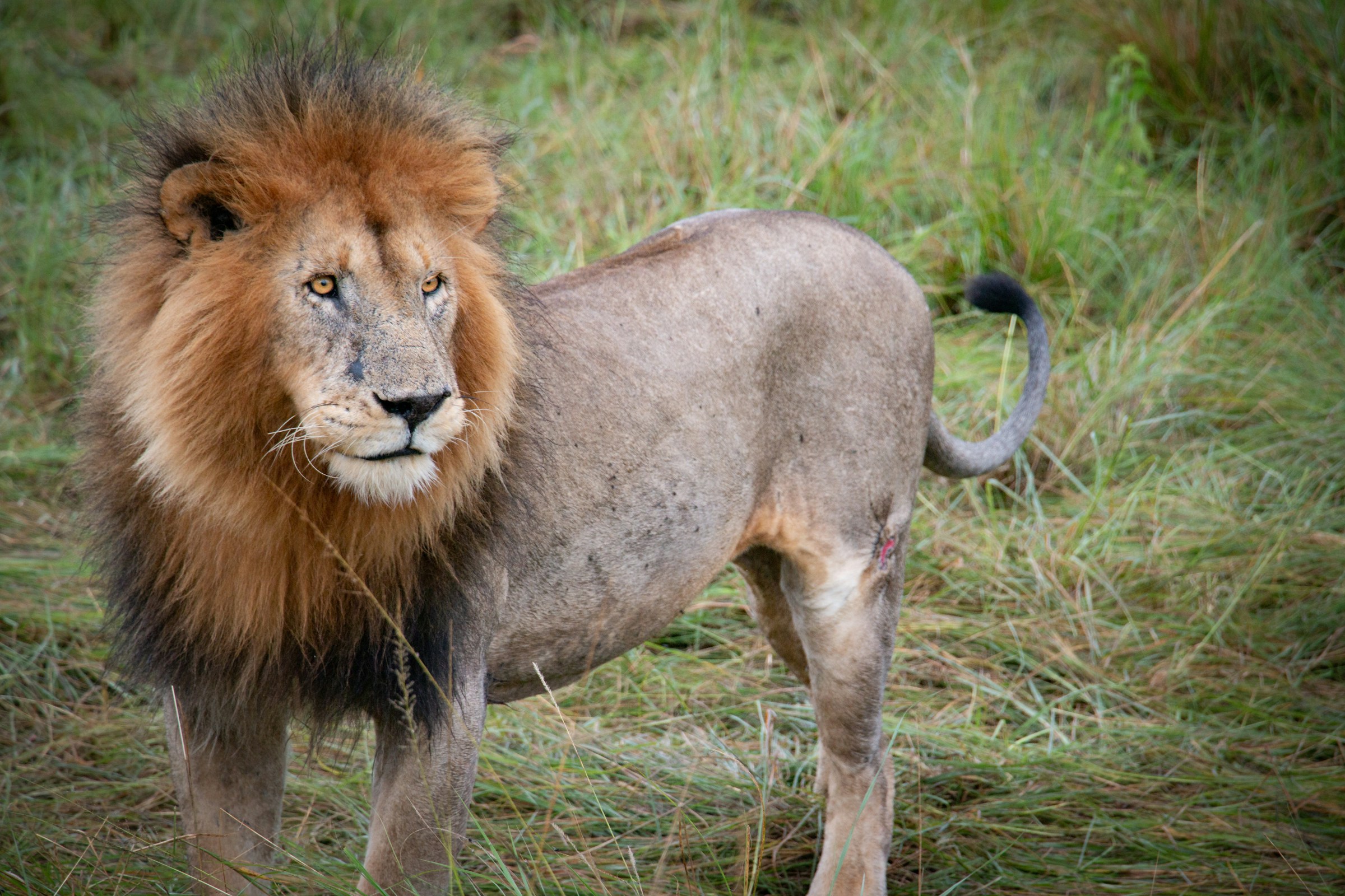 Lions on the plains of Maasai Mara