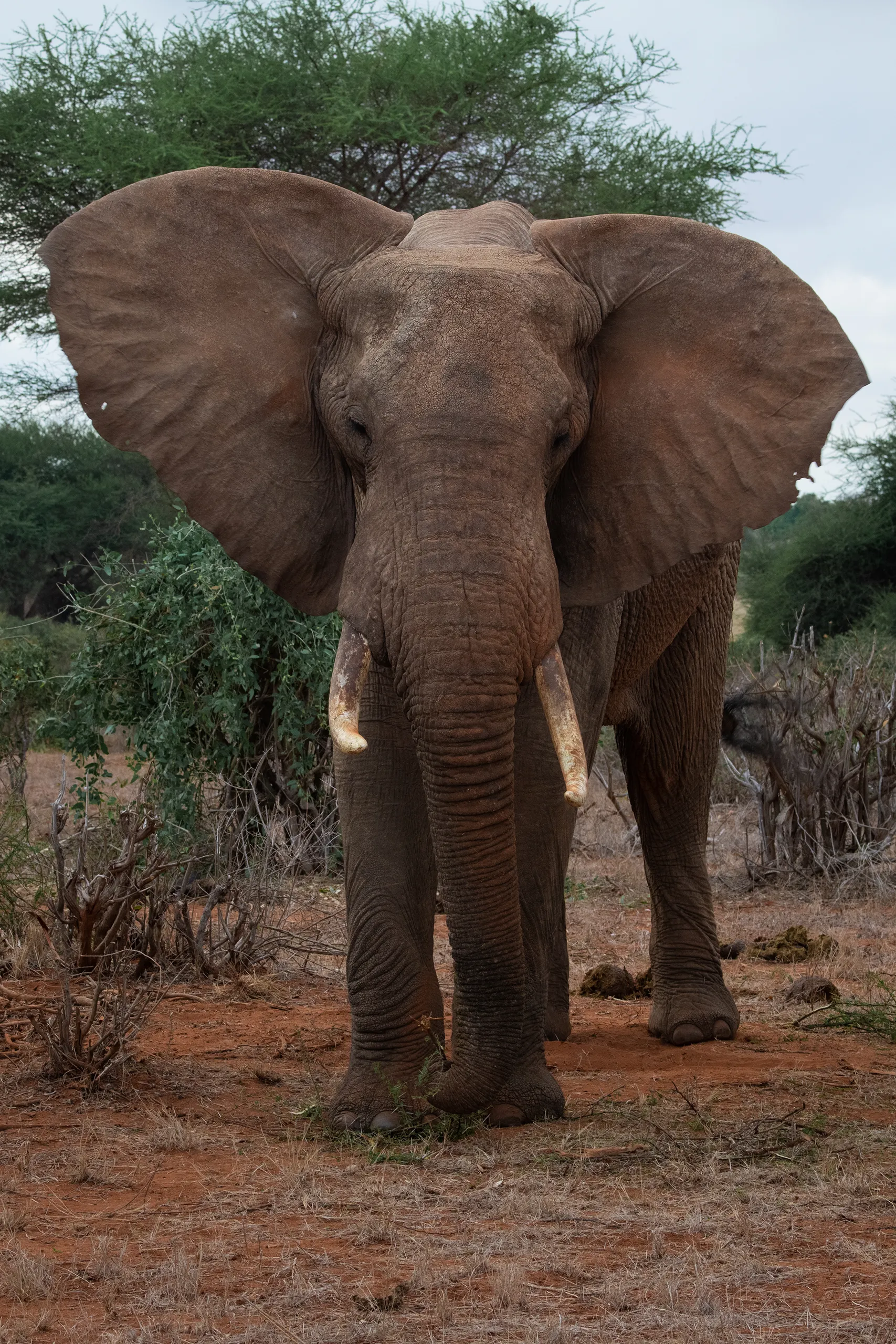 A powerful front facing portrait of an African elephant showcasing its large tusks and skin texture.