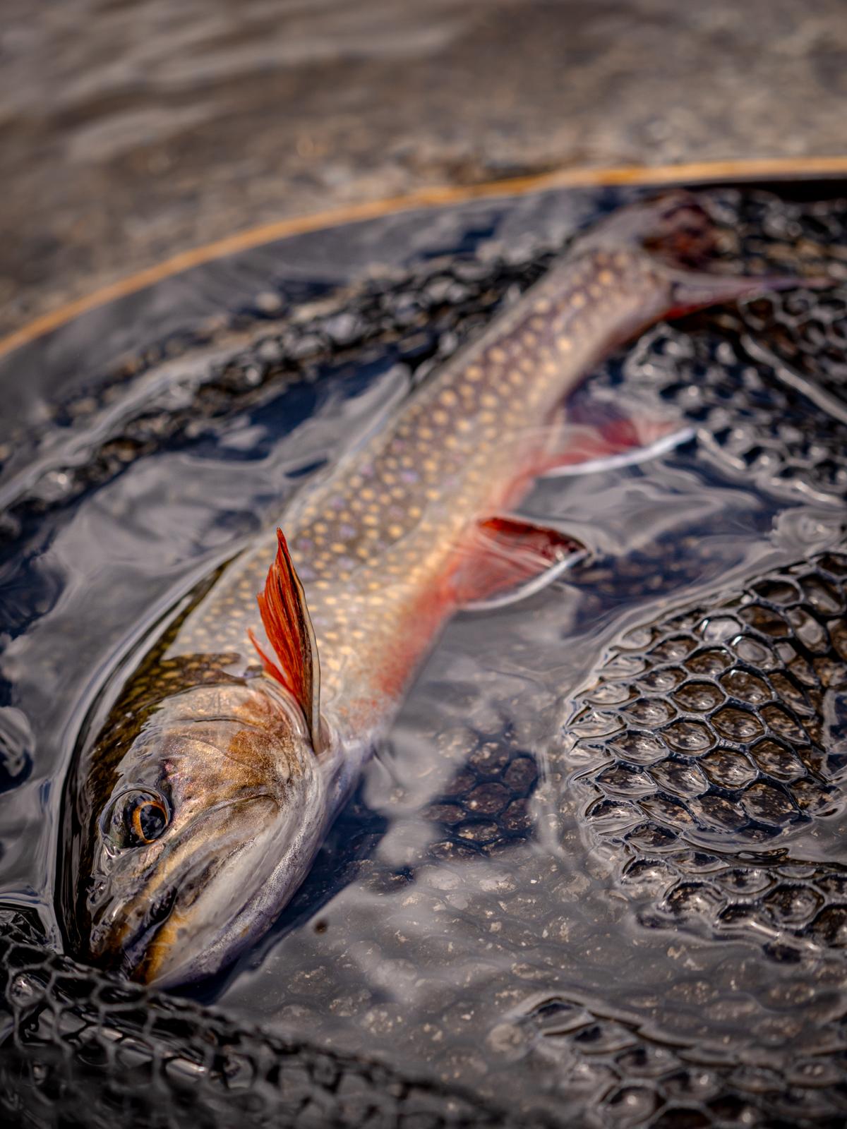 Fly fishing Italy experience: crossing alpine trails and rivers while catching wild trout and connecting with nature