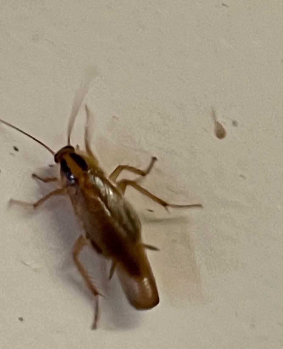 Cockroach Control in Johnson city TN
