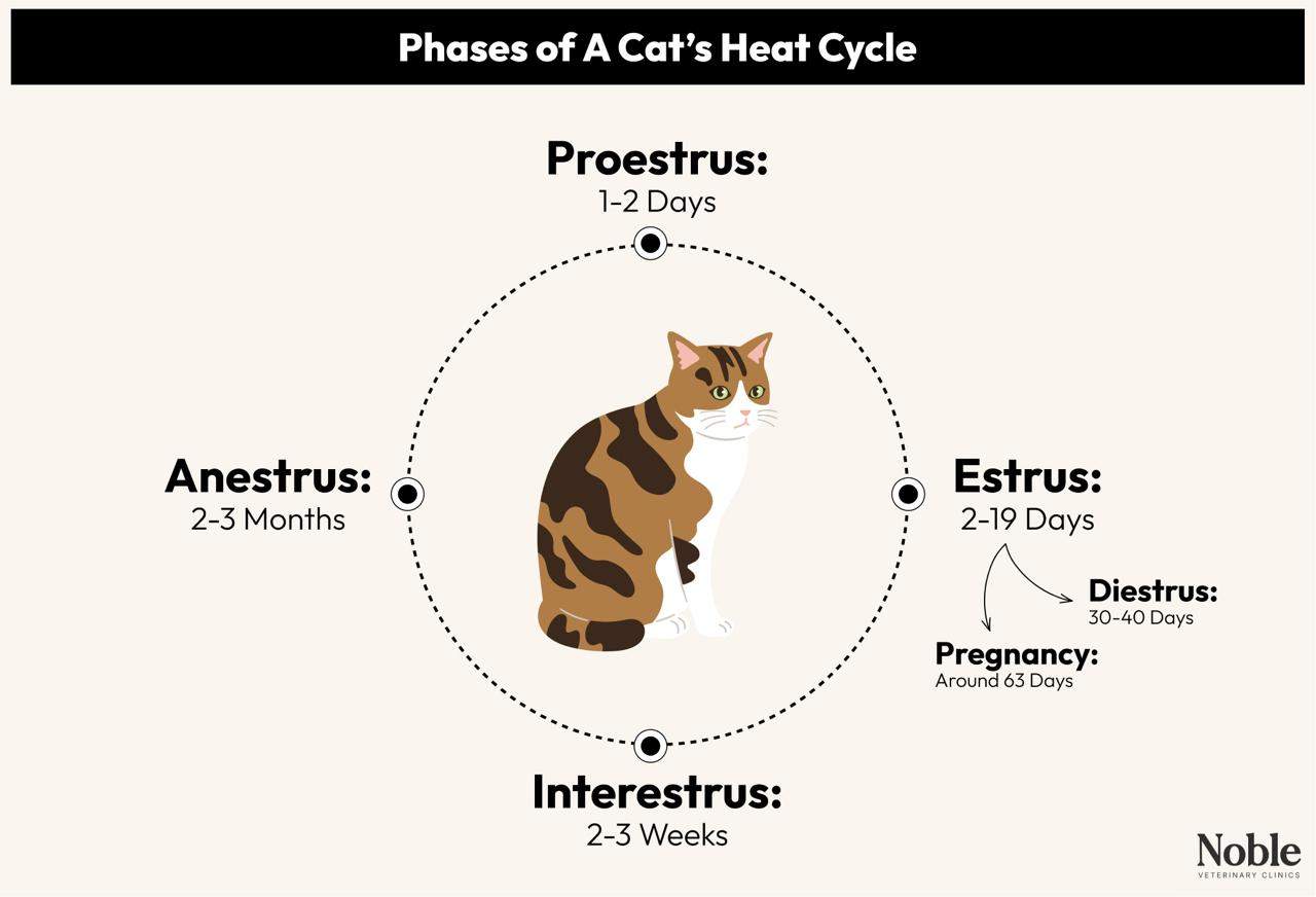 Phases of A Cat's Heat Cycle