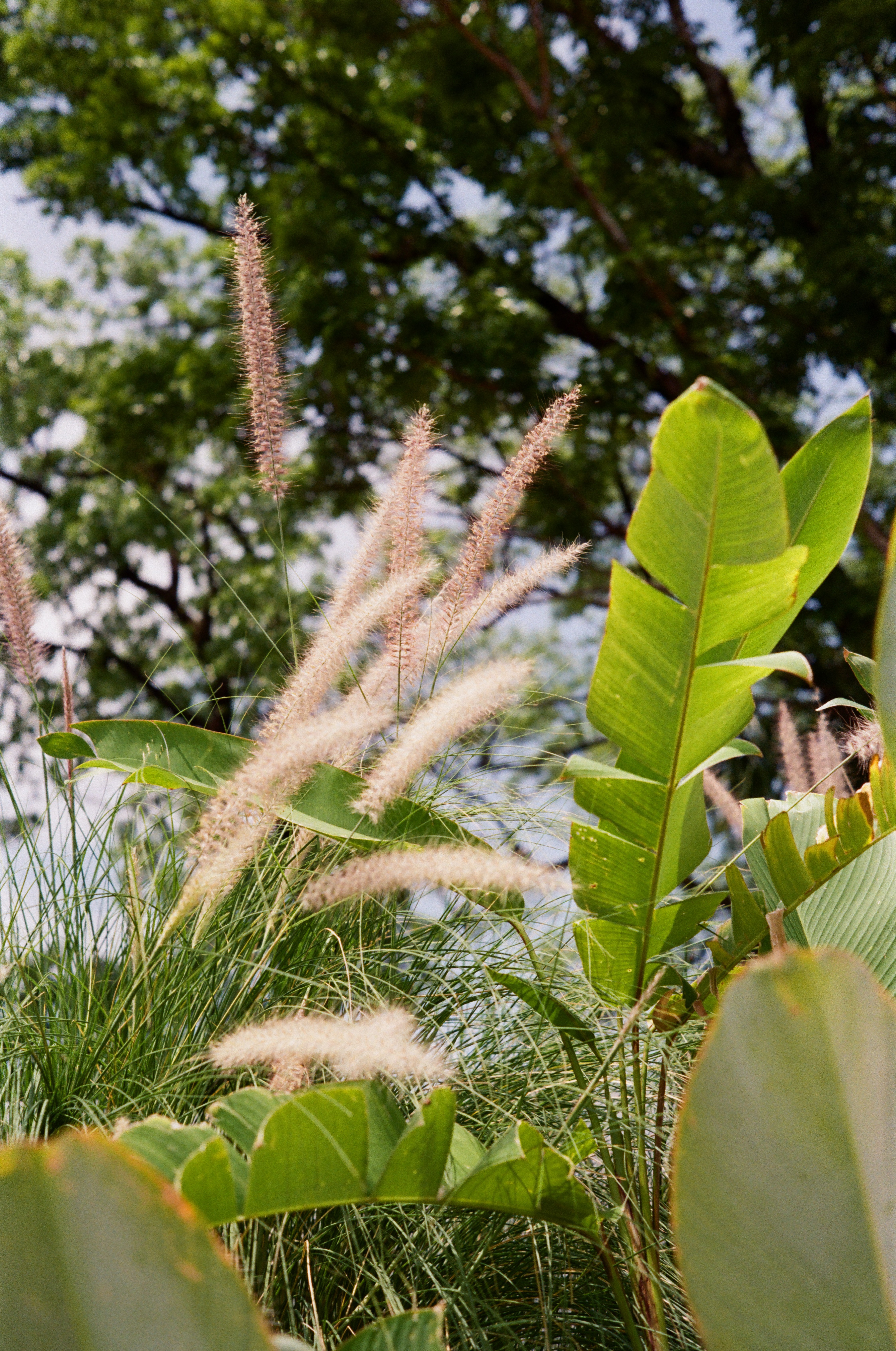 Woman In The Glass Way