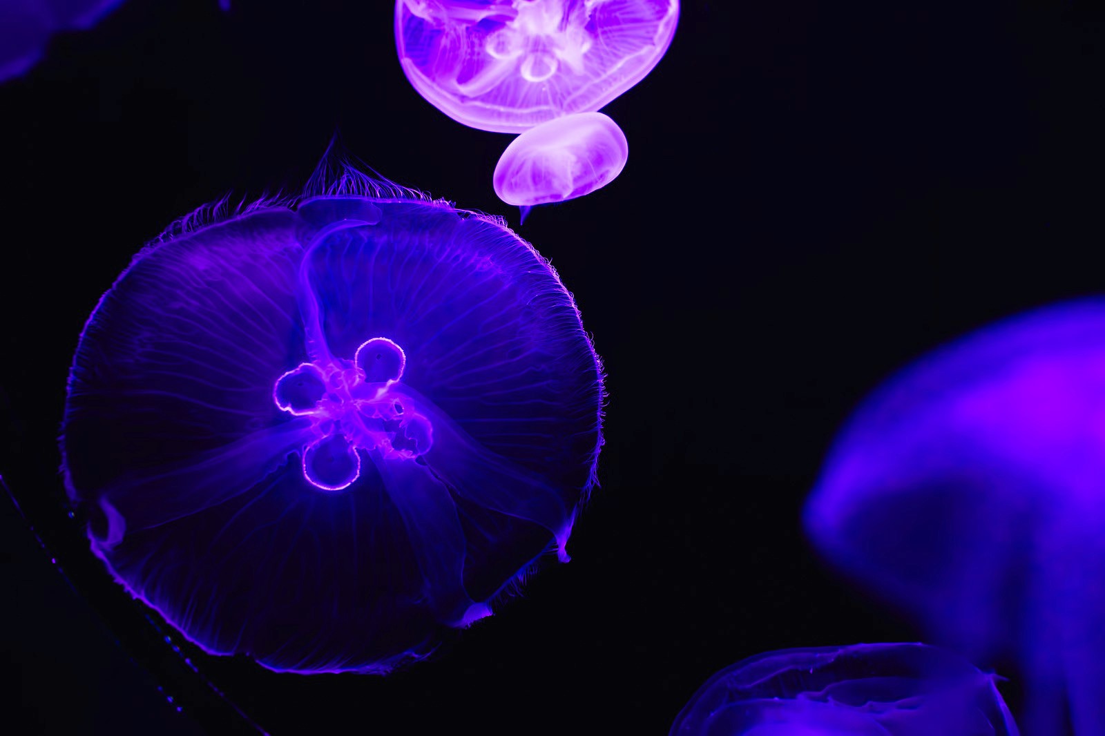 Image of a purple jellyfish representing discovery