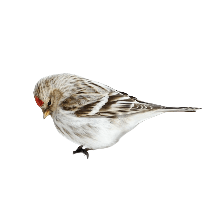 Perched redpoll bird, facing left