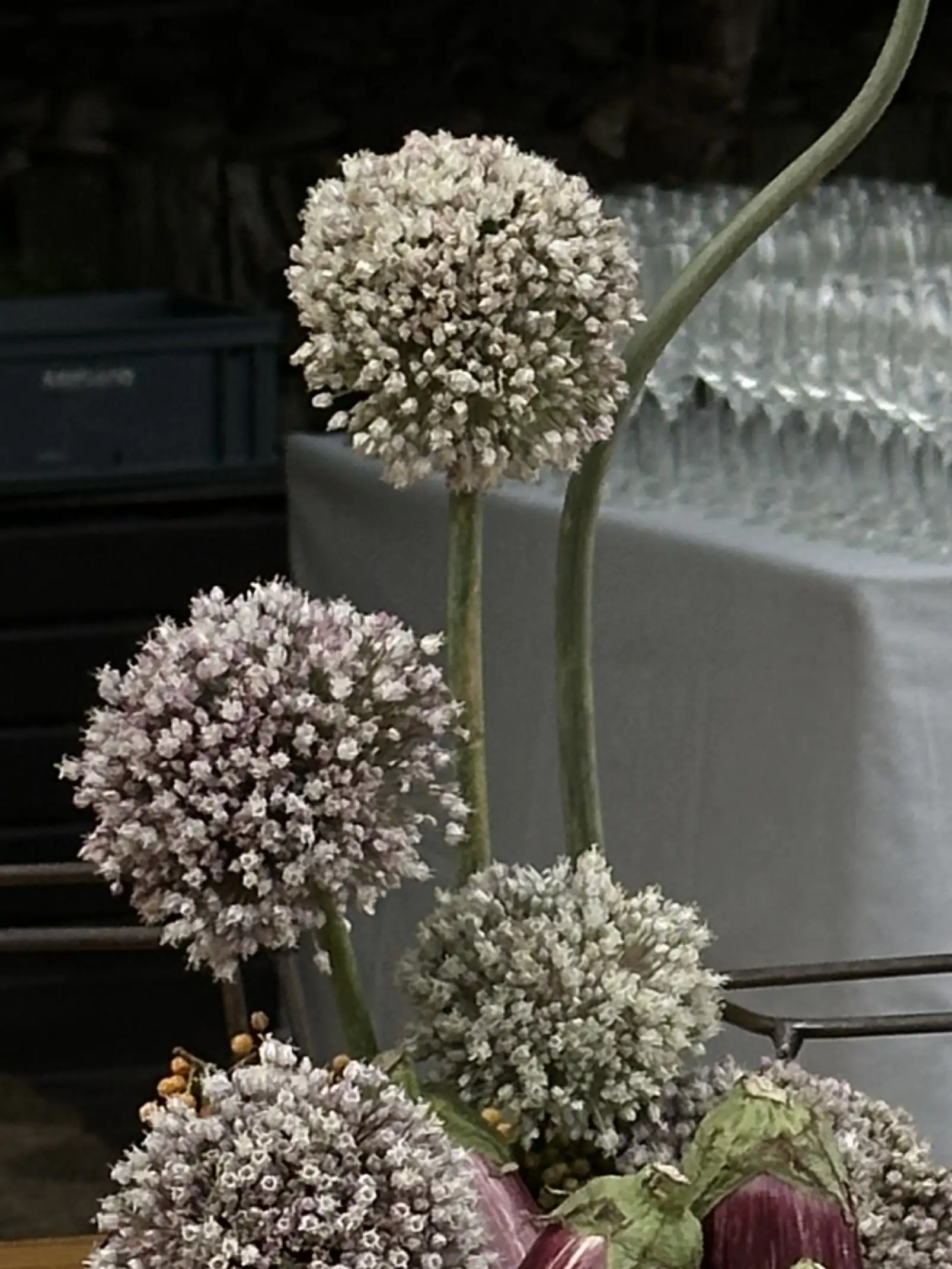 Detalle de inflorescencias esféricas blancas en arreglo botánico contemporáneo, ideal para decoración natural con textura escultórica.