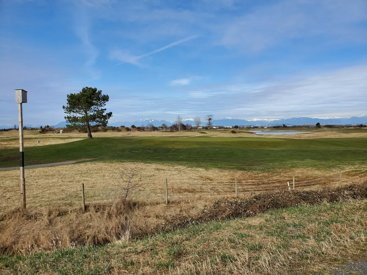 Open field and grassy wetlands in Delta, BC with a lone tree, birdhouse post, and distant snow-capped mountains under a bright blue sky.