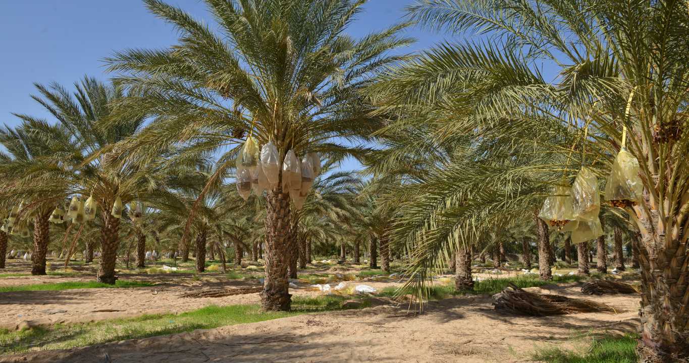 Field