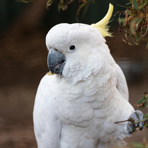A white cockatoo with a yellow crest perches among dry leaves, holding a twig with its foot.