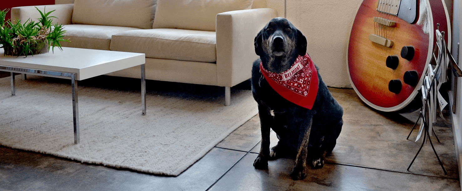 belmont icehouse office dog