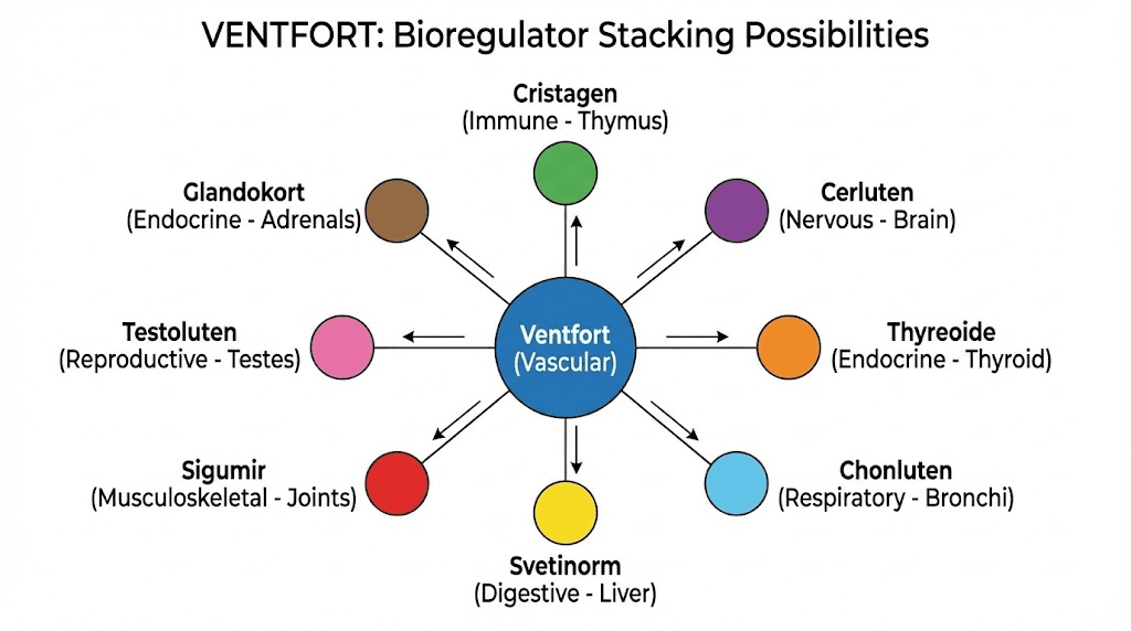 ventfort vascular