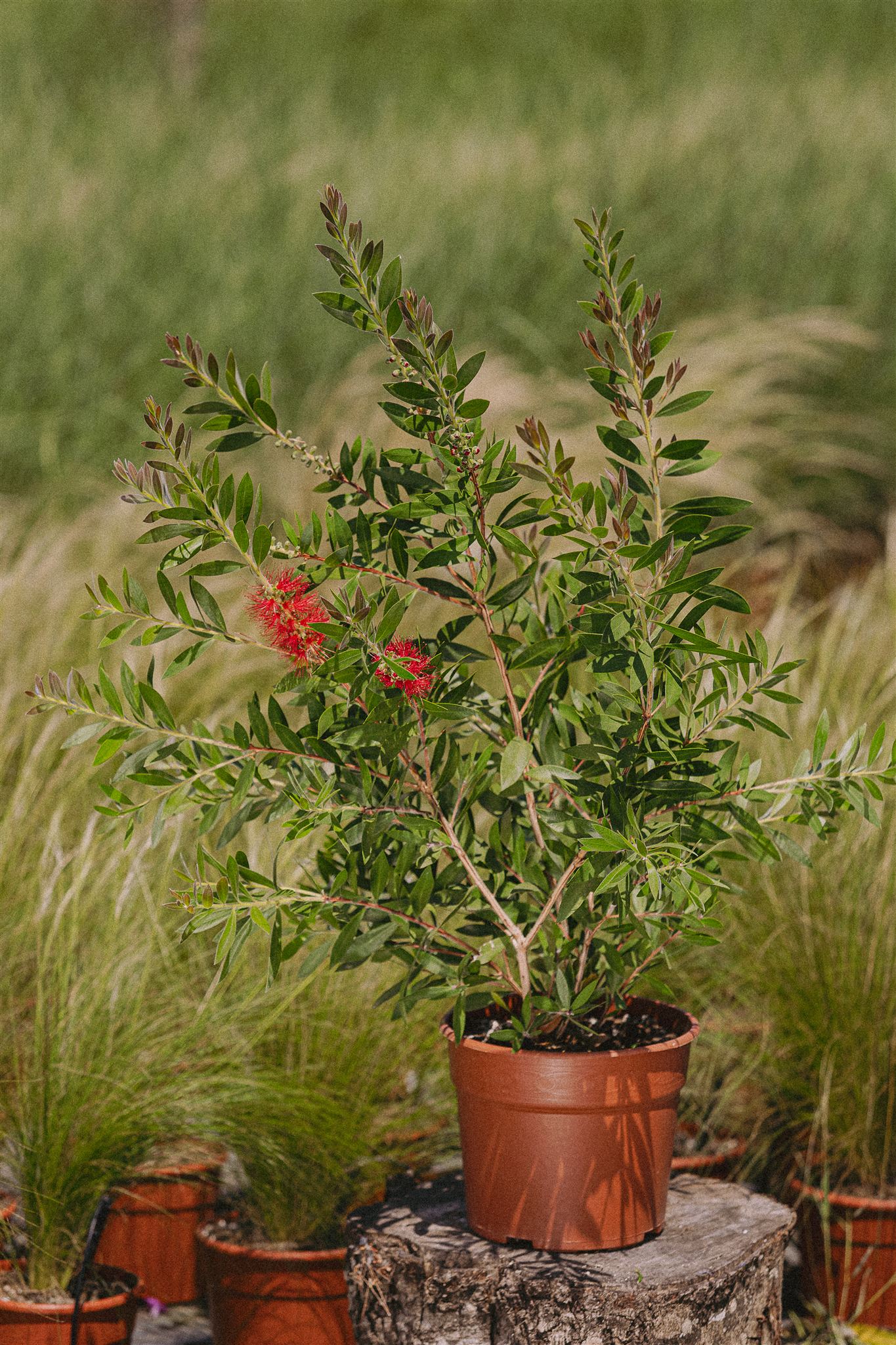 Tomillo Eiviss Garden