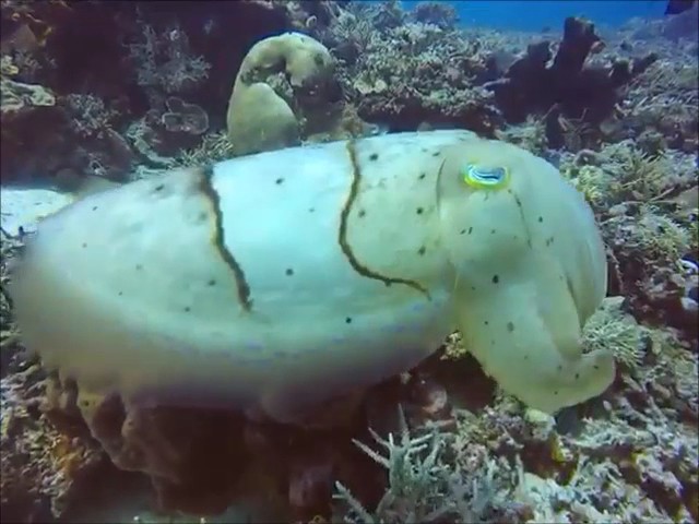 Flores Diving Centre — Komodo National Park
